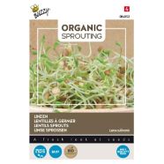 Sprouting Lentil Sprouts ORGANIC Seeds